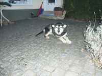 Bonni - Rottweiler Husky Mischling (Geb.1998)